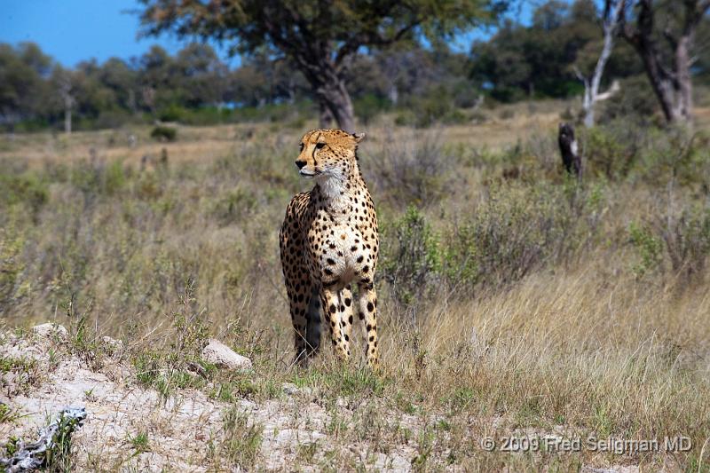 20090615_133341 D3 X1.jpg - A cheetah is successful in the kill about 50% of the time